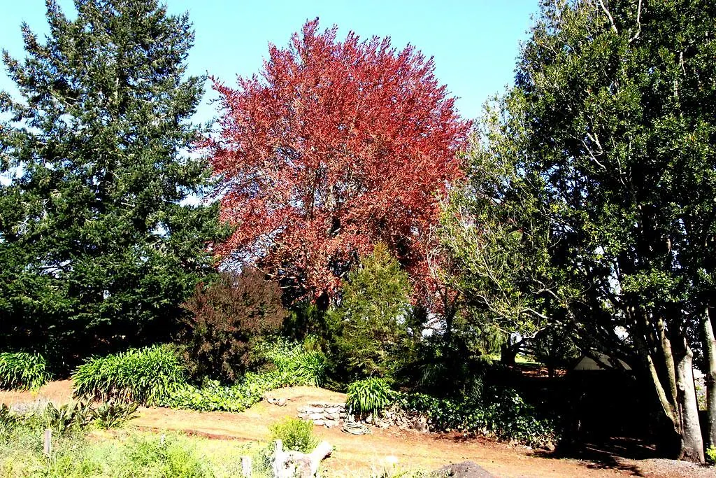 Quinta Das Faias Camacha  Portugal