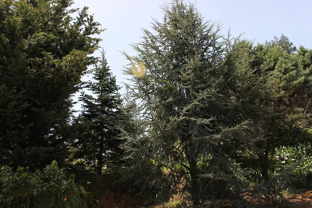 Quinta Das Faias Camacha  Camacha (Madeira)